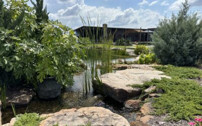Biological Filtration Explained: The Heart of a Natural Swimming Pool