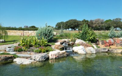 Natural Pool Maintenance in a Texas Climate: What You Need to Know